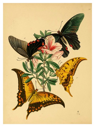 013-The cabinet of oriental entomology…1848- John Obadiah Westwood