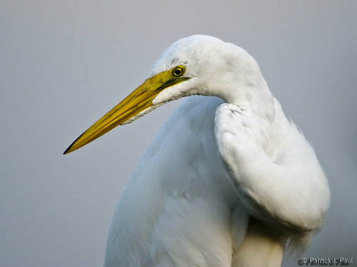 White Egrets.
