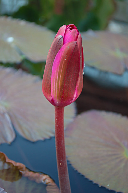 Missouri Botanical Garden, in Saint Louis, Missouri, USA - water lily 1