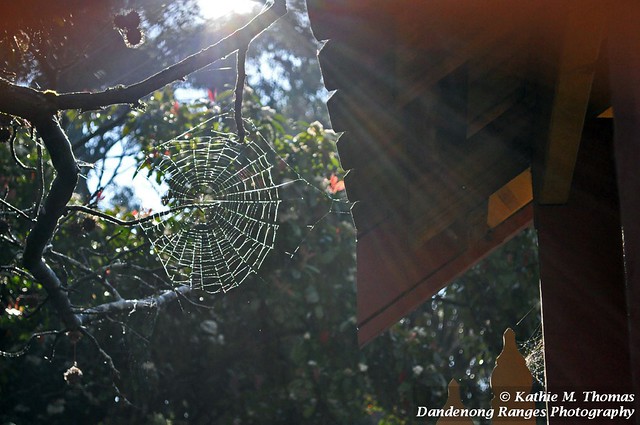 Web in the early sun