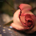 shimmering_rose_by_teresa_lynn