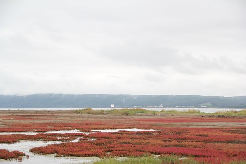 Glasswort in Lake Notoro in Abashiri 網走、能取湖の赤いサンゴ草