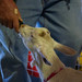 IMGP6995-1_ekka-handfeeding-goat