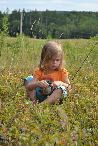 Picking wild blueberries in Maine