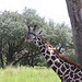 Giraffes at Disney's Animal Kingdom