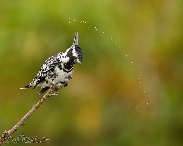 Roll Baby Roll....Pied Kingfisher