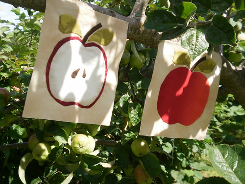 Apples in the apple tree