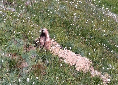 Marmot (closeup)