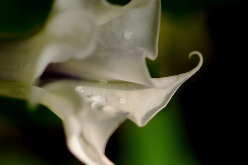 macro white flower  by saddleguy