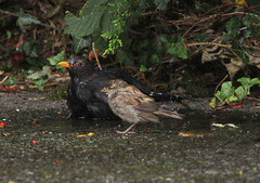 blackbird and sparrow having a bathe after the rain shower