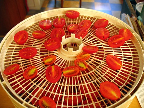 drying tomatoes in the dehydrator