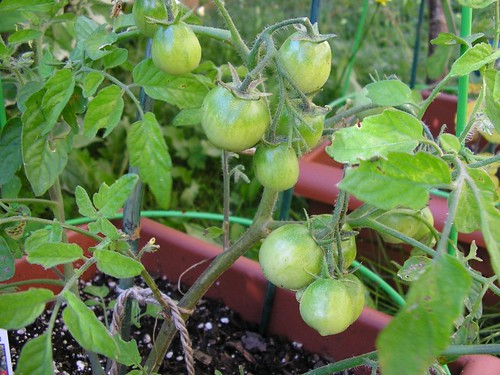 Tomatoes 3    