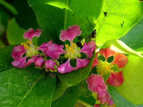 crabapple flowers