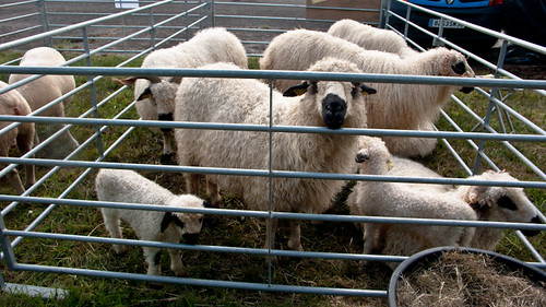 France, sheep