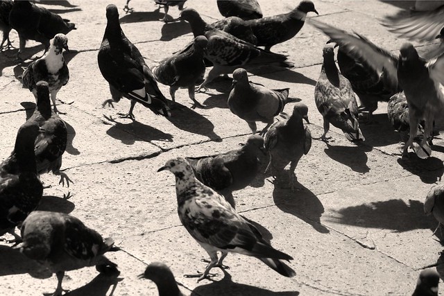 Day 363 - Pigeons of St. Mark's Square