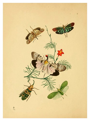 020-The cabinet of oriental entomology…1848- John Obadiah Westwood