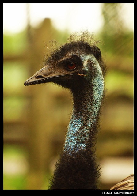 Emu (Dromaius novaehollandeae)