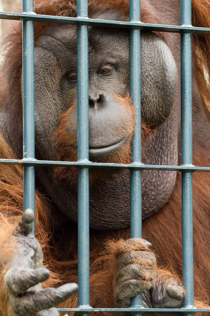 orangutan at Asahiyama Zoo