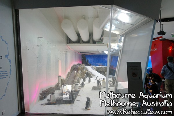 melbourne aquarium-10