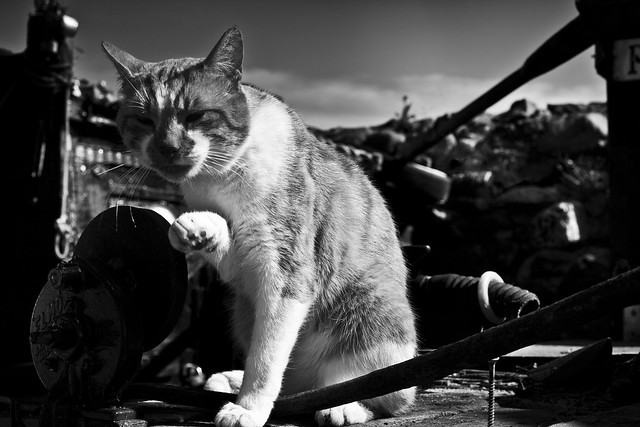 boat yard cat with colour in comments