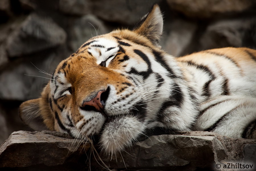 спящий тигр фото новосибирский зоопарк