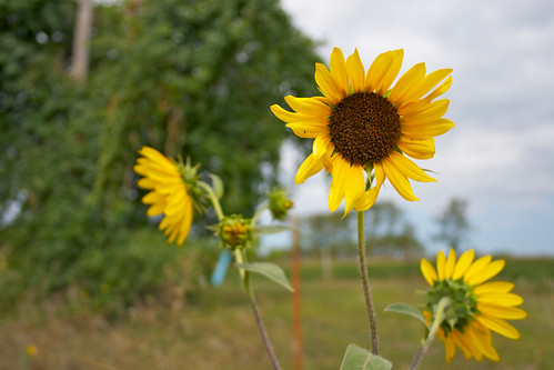 Roadside sunflowers