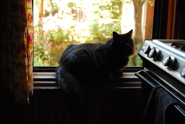 Kitty in kitchen window.