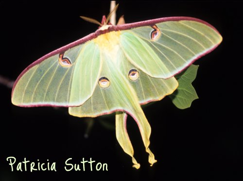 Luna Moth w-sig