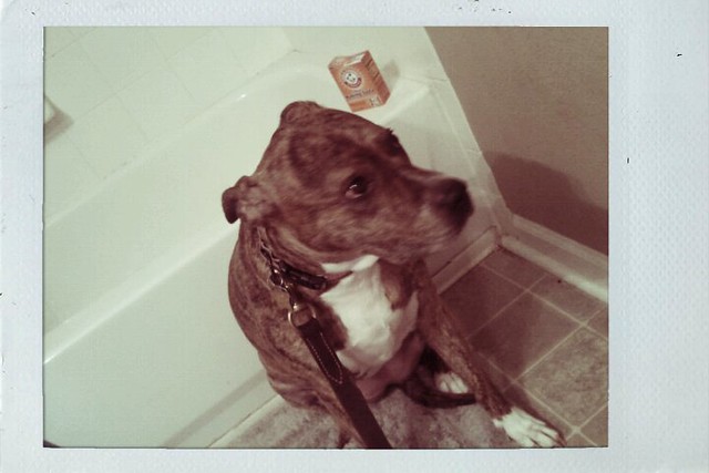 Sophie the Pitbull before her bath