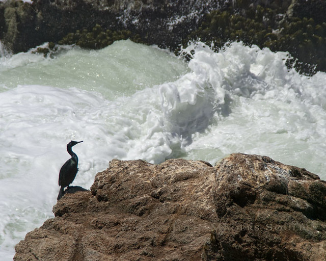 A cormorant sits patiently on a rock next to the turbulent waters of the Pacific waiting for his dinner to arrive.
