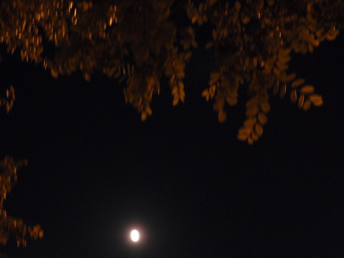 Full Moon with Leaves