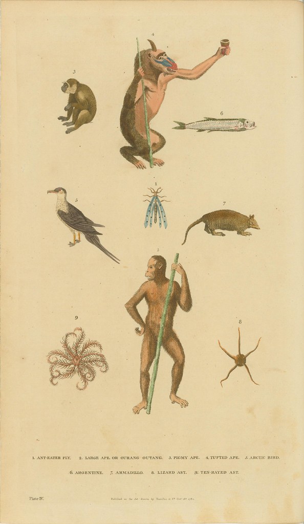 Monkeys, bird, fish, armadillo, fly, and asts - hand-coloured engravings