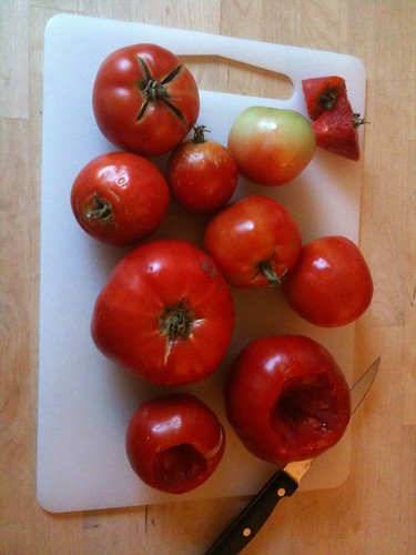Tomatoes from the backyard garden