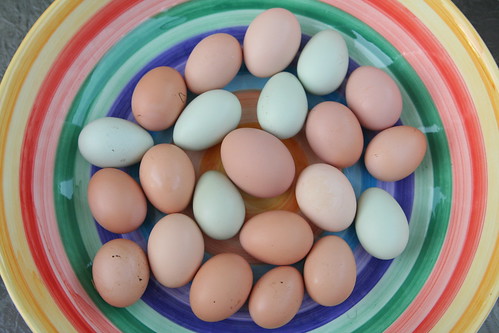 Small Eggs from Young Hens ('Cept Middle)