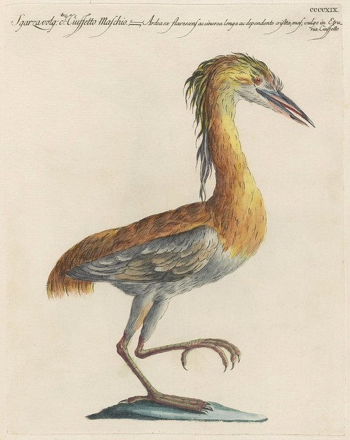 18th c engraving of bedraggled orange-haired heron standing on 1 leg