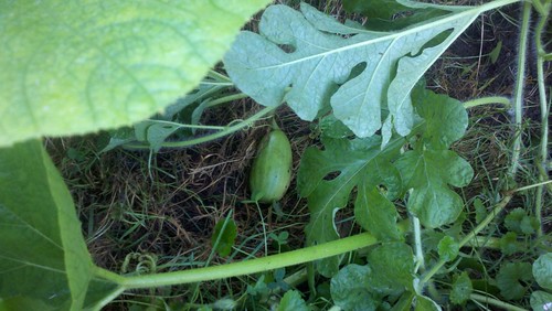 A teeny tiny watermelon in my garden! I hope no animals eat it.
