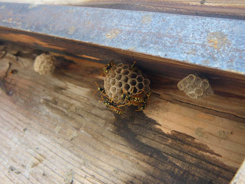Paper wasps in a bad place