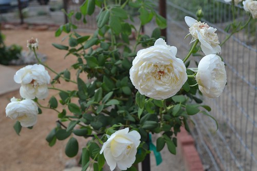 Clair Austin roses (2)