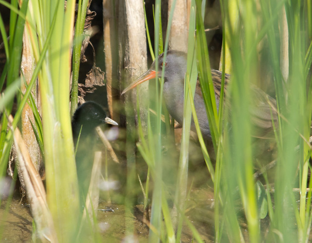 water rail with chick