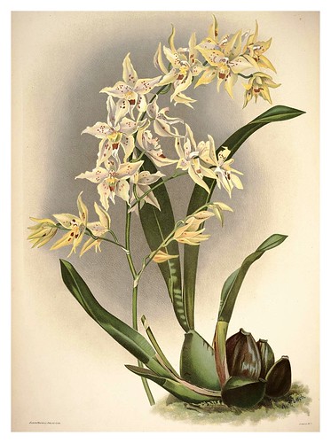 011-Odontoglossum Hebraicum-Reichenbachia-Orchids illustrated and described..Vol I-1888-F.Sander