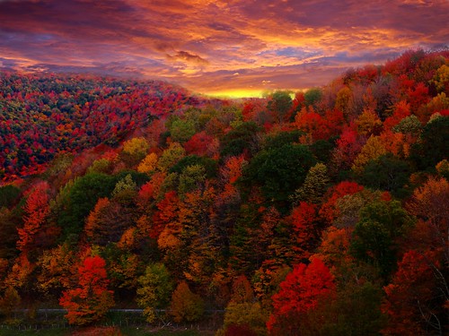 フリー写真素材|自然・風景|山|森林|紅葉|