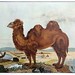 Aloys Zötl, Das Kamel - 15. Juli 1846