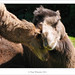 Bactrian Camel Mother and Baby