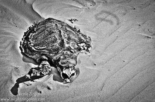 Dead turtle edited in HDR with high contrast by Nicola Zingarelli