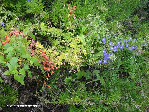 Pajarito azul <i>Tropaeolum azureum</i> comparte el hábitat con soldadito tricolor <i>Tropaeolum tricolor</i>
