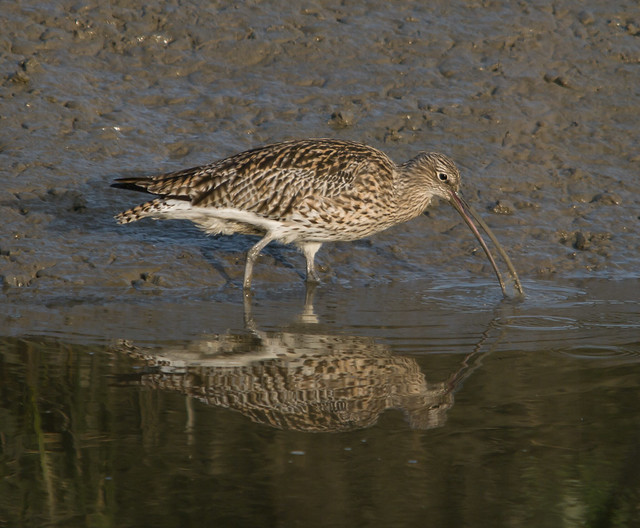 curlew 5