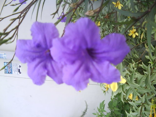 紫色的五月花