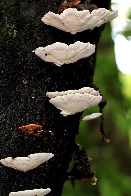 white fungi