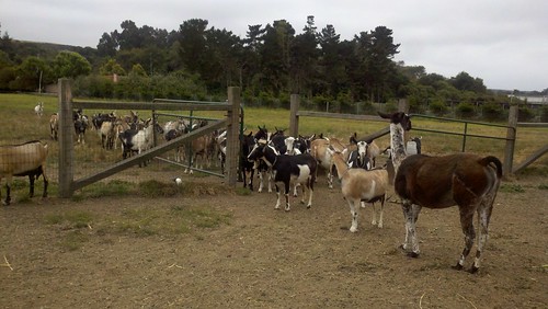 Meet the herd!