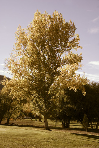 Autumn Tree by Damian Gadal